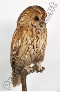 Tawny owl - Strix aluco 0038